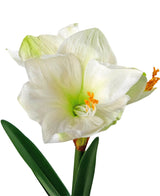 Il fiore artificiale Amaryllis Real Touch bianco 48 cm ha due fiori di amaryllis bianchi con un cuore verde chiaro, stami arancioni e foglie verdi su sfondo bianco.