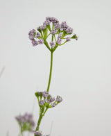 Il vaso di erba artificiale con fiori di porro e cipolla da 100 cm ignifugo ha un unico stelo verde con mazzi di piccoli e delicati fiori viola chiaro, raffigurati su un semplice sfondo bianco.