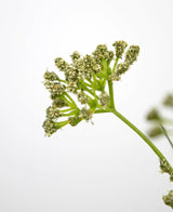 Primo piano dell'erba artificiale, fiore di porro, cipolla, vaso ignifugo da 60 cm, che mostra il gambo verde e i mazzi di piccoli fiori verde chiaro su uno sfondo bianco semplice, con il focus sulla parte superiore per enfatizzare i dettagli delicati.