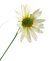 Un unico vaso per cipolle in erba artificiale di crisantemo, alto 60 cm, con caratteristiche ignifughe; un fiore artificiale di margherita bianca su un lungo gambo verde, isolato su uno sfondo bianco.