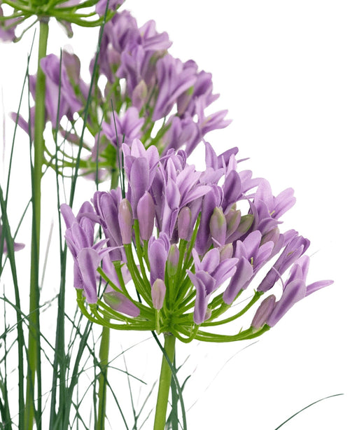L'erba artificiale viola Agapanthus cipolla erba vaso 90 cm ignifugo ha un mazzo di fiori artificiali viola Agapanthus con steli verdi sottili e foglie sottili su uno sfondo bianco.