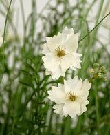 Il vaso per erba artificiale ignifugo Gesang Flower a cipolla bianca da 90 cm ha fiori bianchi a strati realistici con piccoli boccioli, tra erba verde sottile e fogliame per un aspetto fresco e naturale.