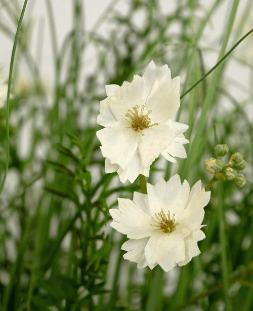 Il vaso per erba artificiale ignifugo Gesang Flower a cipolla bianca da 90 cm ha fiori bianchi a strati realistici con piccoli boccioli, tra erba verde sottile e fogliame per un aspetto fresco e naturale.