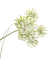 Primo piano di fiori di radice di erba artificiale erba di cipolla, ignifuga di 90 cm, con delicati steli verdi e capolini racemosi dall'aspetto bianco polveroso, isolati su sfondo bianco.