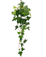 La pianta pensile artificiale Ivy Boston 70 cm verde ha foglie verdi a forma di stella e viticci lunghi e sinuosi, perfetti per aggiungere un tocco di natura su uno sfondo bianco.