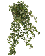 L'edera artificiale Deluxe Rich Green-White da 90 cm ha lunghi steli pendenti e foglie verdi lussureggianti con bordi bianchi, che ricadono con grazia a cascata per un aspetto naturale su qualsiasi sfondo.