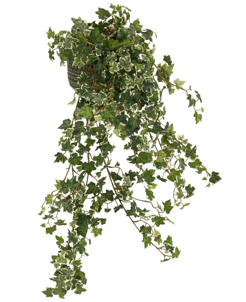L'edera artificiale Deluxe Rich Green-White da 90 cm ha lunghi steli pendenti e foglie verdi lussureggianti con bordi bianchi, che ricadono con grazia a cascata per un aspetto naturale su qualsiasi sfondo.