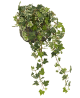 L'edera artificiale Deluxe verde-bianca da 60 cm è un'edera inglese in vaso con foglie colorate verdi e bianche, lunghi viticci sinuosi ed è fornita in un vaso decorativo bianco e nero, fotografato su uno sfondo bianco.