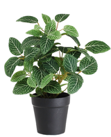 La pianta artificiale Fittonia Verde-Bianco in vaso da 25 cm ha foglie verdi rigogliose con sorprendenti venature bianche e viene fornita in un semplice vaso nero, isolato su uno sfondo bianco.