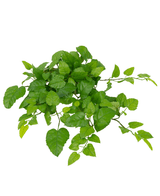 La casa rampicante artificiale verde da 70 cm ha foglie verdi fresche e vivaci con bordi seghettati e steli multipli, isolati su uno sfondo bianco.