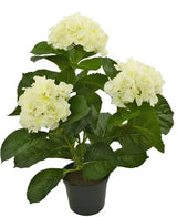 Presentiamo la pianta artificiale Ortensia Bianca UV 35 cm, una pianta artificiale realistica con tre mazzi di fiori di ortensia bianchi chiari e foglie verdi lussureggianti, splendidamente realizzate per assomigliare a fiori veri, presentati su uno sfondo bianco radioso.