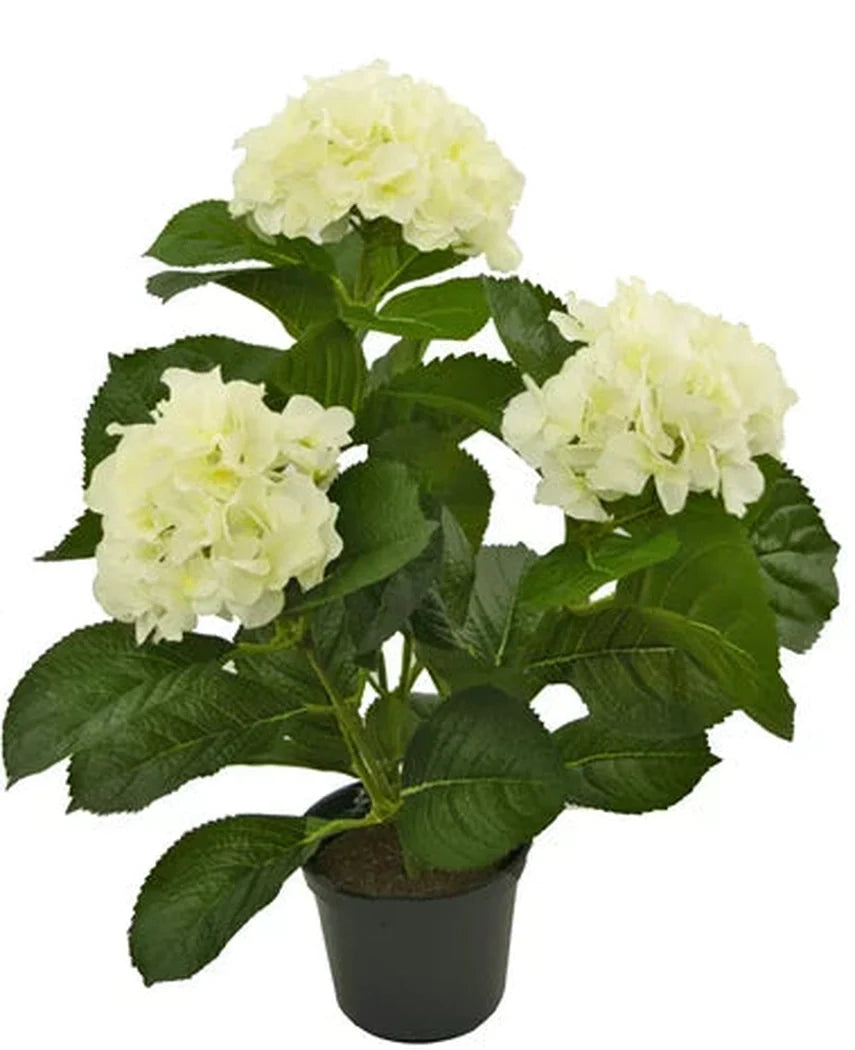 Presentiamo la pianta artificiale Ortensia Bianca UV 35 cm, una pianta artificiale realistica con tre mazzi di fiori di ortensia bianchi chiari e foglie verdi lussureggianti, splendidamente realizzate per assomigliare a fiori veri, presentati su uno sfondo bianco radioso.