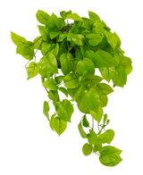 L'arbusto artificiale Pothos Deluxe da 90 cm ha foglie verdi vivaci e realistiche a forma di cuore che scendono a cascata, ideali per aggiungere vegetazione lussureggiante a qualsiasi spazio. Nella foto isolato su uno sfondo bianco.