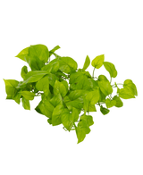 L'arbusto artificiale Pothos Deluxe da 60 cm ha un grappolo di foglie verdi vivaci con bordi lisci e punte appuntite, splendidamente isolate su uno sfondo bianco.