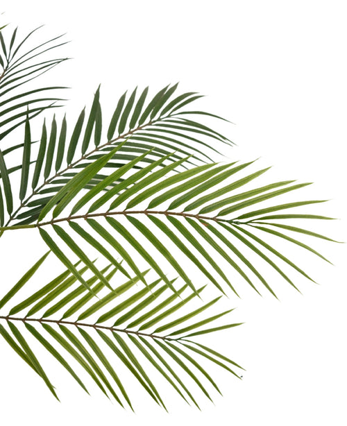 Primo piano della palma artificiale Chamaedorea 83 cm con foglie verdi e sottili su sfondo bianco, che creano un aspetto naturale e tropicale.