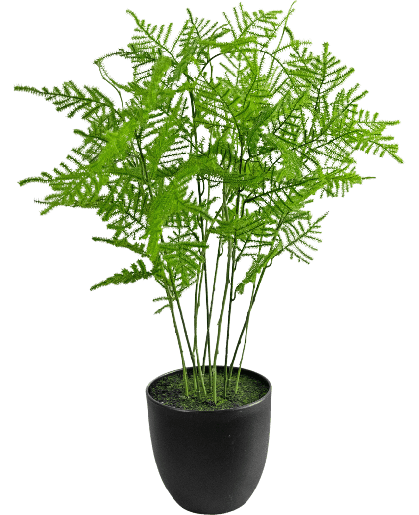 La pianta artificiale di asparagi da 59 cm ha foglie verdi rigogliose e delicate in un elegante vaso nero, su uno sfondo bianco fresco.