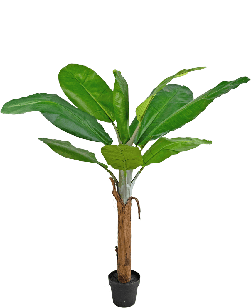 La pianta artificiale di banano da 150 cm ha foglie verdi larghe e vivaci e un alto tronco marrone, presentato in un vaso su uno sfondo bianco a tinta unita.