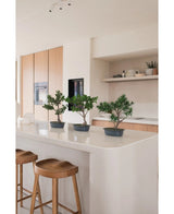Una pianta artificiale Bonsai Ficus da 40 cm si trova su un'isola da cucina bianca con due sgabelli in legno, circondata da mobili in legno chiaro, piani di lavoro bianchi e scaffali dall'arredamento minimal.