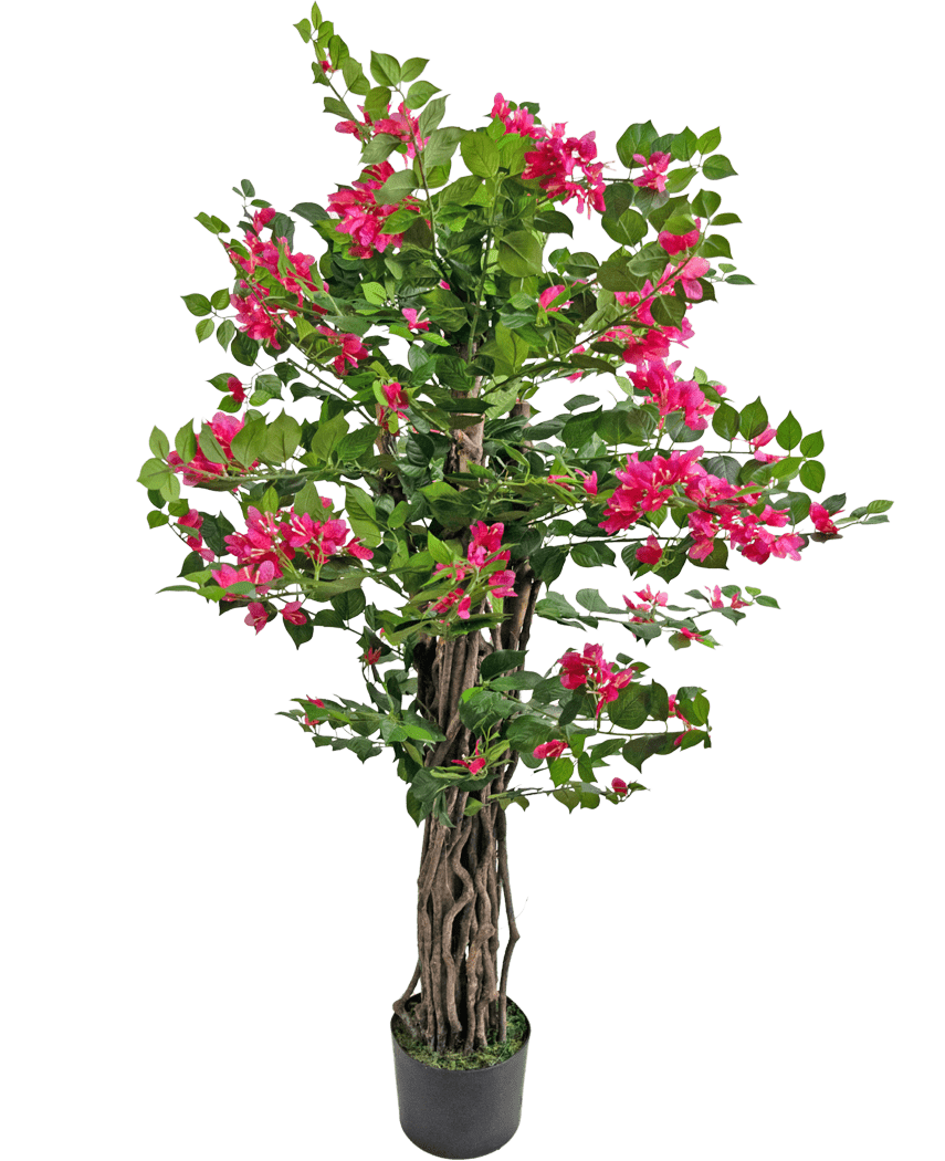 La Bougainvillea artificiale da 120 cm ha steli marroni contorti, foglie verdi lussureggianti e fiori rosa vibranti, perfetti per aggiungere colore a qualsiasi spazio.