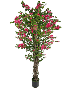 La Bougainvillea artificiale da 180 cm è una pianta artificiale alta con steli marroni contorti, foglie verdi vivaci e mazzi di fiori rosa brillante in un vaso.