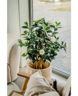 La pianta artificiale Camellia japonica 100 cm, con foglie verde scuro e fiori bianchi, si trova accanto a una grande finestra accanto a una sedia con cuscini e cuscini beige.