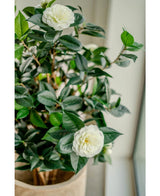 La pianta artificiale Camellia japonica 100 cm ha foglie verdi lucide e due fiori artificiali bianchi, che forniscono un tocco elegante di rosa giapponese quando la posizioni in casa vicino alla finestra.