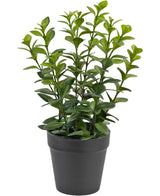 La pianta artificiale Chlorophytum da 28 cm presenta molteplici steli verdi eretti con foglie lucide di forma ovale in un semplice vaso di plastica nera, perfetto per illuminare qualsiasi spazio.
