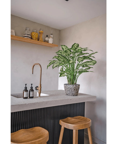 Una cucina moderna con un piano di lavoro in cemento, due sgabelli in legno e una pianta di Dieffenbachia artificiale di 75 cm accanto al rubinetto in ottone, oltre a dispenser di sapone e una mensola in legno con vasi contro una parete grigio chiaro.
