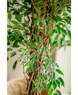 Primo piano della pianta artificiale Ficus Liana 180 cm, con sottili tronchi marroni e molte foglie verdi lucide, posizionata in interni vicino a una parete chiara: questo albero artificiale realistico porta fascino in ogni stanza.