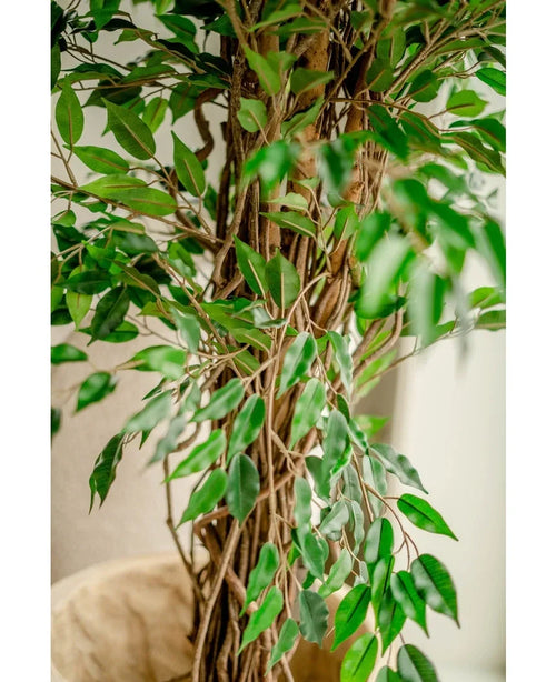 Primo piano della pianta artificiale Ficus Liana 180 cm, con sottili tronchi marroni e molte foglie verdi lucide, posizionata in interni vicino a una parete chiara: questo albero artificiale realistico porta fascino in ogni stanza.