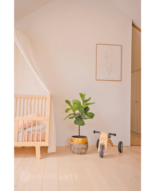 Una cameretta minimale con un letto in legno chiaro, un baldacchino traslucido, una pianta artificiale di ficus tabacco Deluxe da 90 cm, giocattoli in legno con l'etichetta Mia e una stampa incorniciata in stile line art minimalista su una semplice parete bianca.