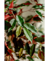 Primo piano delle foglie lucide verdi e rosse della Pianta Artificiale Ficus verde/rosso 150 cm, illuminate dolcemente per enfatizzare il fogliame dettagliato. Gli eleganti vasi decorativi risaltano nettamente su uno sfondo sfocato.