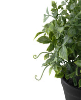 Primo piano di una pianta artificiale di uva da 25 cm, una pianta artificiale verde foglia con viticci arricciati in un vaso nero, su sfondo bianco. L'attenzione si concentra sulle foglie e sugli steli strutturati; sono visibili solo una parte del vaso e della pianta.