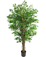 La pianta artificiale di Ficus Liana hawaiana (150 cm) ha foglie verdi lussureggianti e molteplici steli marroni contorti in un piccolo vaso nero, su uno sfondo bianco semplice.