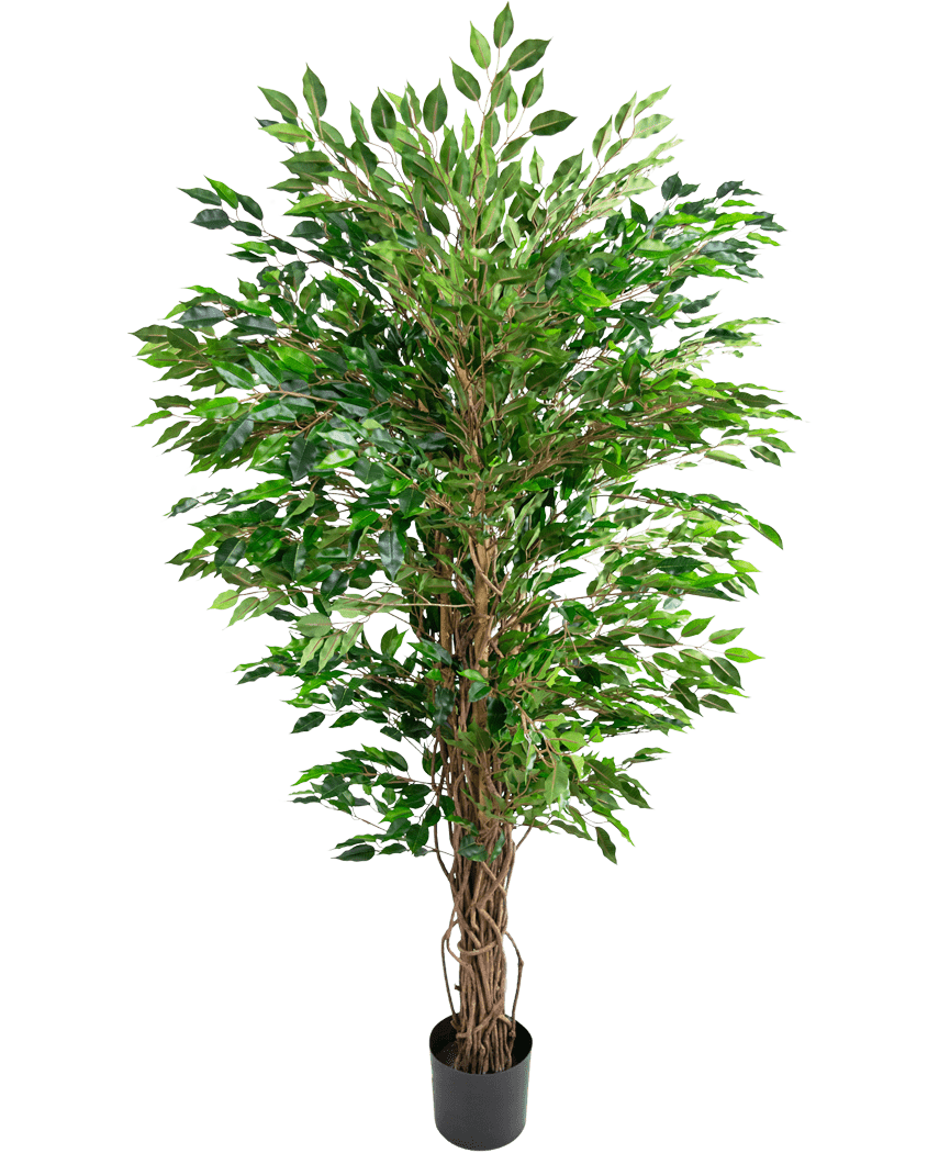 La pianta artificiale di Ficus Liana hawaiana (150 cm) ha foglie verdi lussureggianti e molteplici steli marroni contorti in un piccolo vaso nero, su uno sfondo bianco semplice.