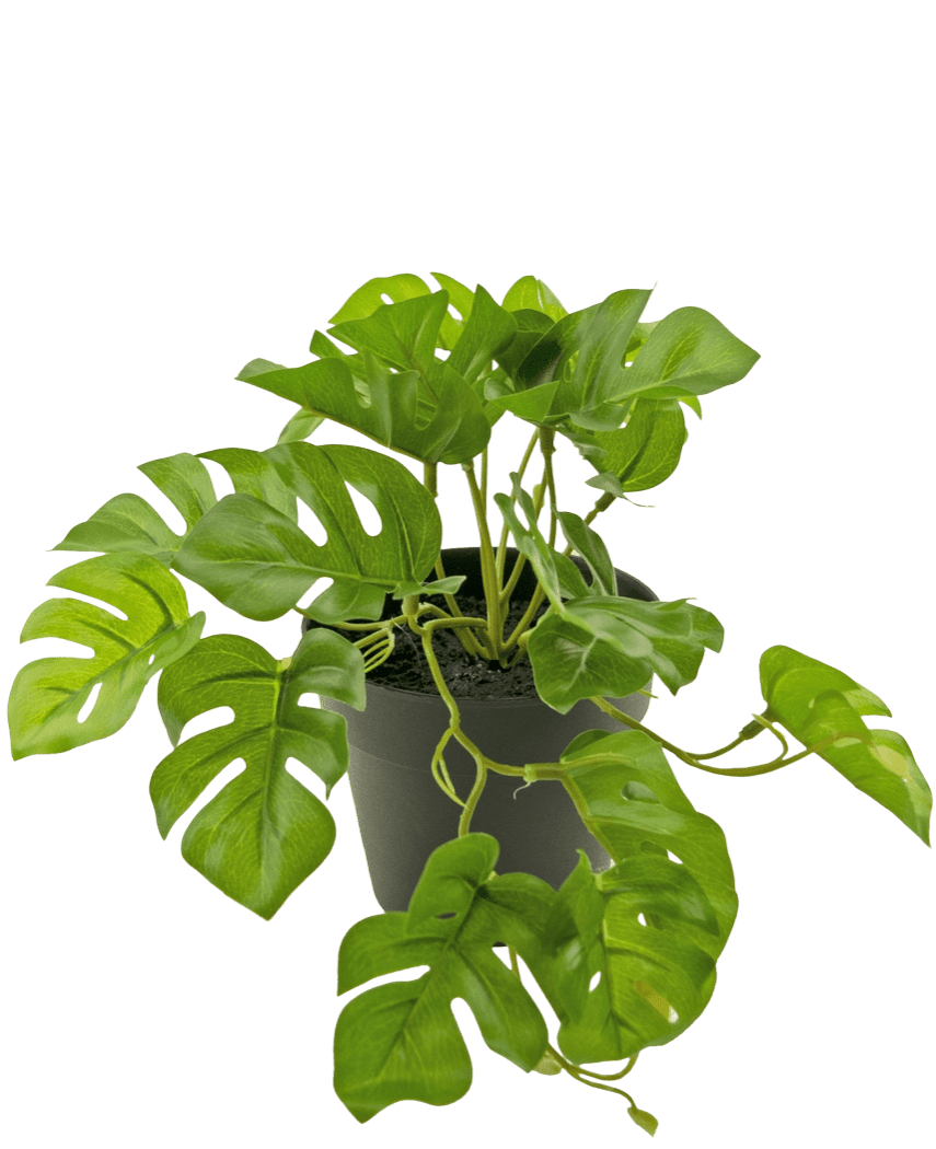 Una pianta artificiale Monstera da 18 cm in vaso.