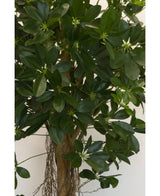 Primo piano della pianta artificiale Schefflera a foglia piccola da 150 cm con foglie verdi larghe e lucide e piccoli boccioli a forma di stella, oltre a uno stelo marrone e radici pendenti - ideale per vasi decorativi eleganti su qualsiasi sfondo neutro.