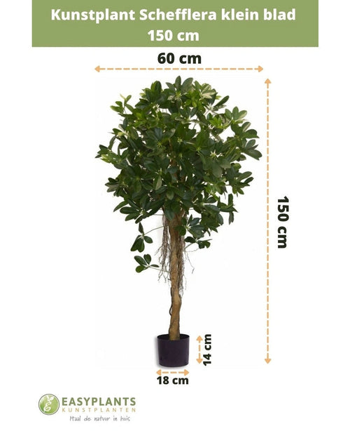 La Schefflera artificiale a foglia piccola 150 cm ha foglie piccole in un vaso decorativo, è alta 150 cm, larga 60 cm, con un'altezza del vaso di 14 cm e un diametro di 18 cm. Le misure sono indicate con frecce.