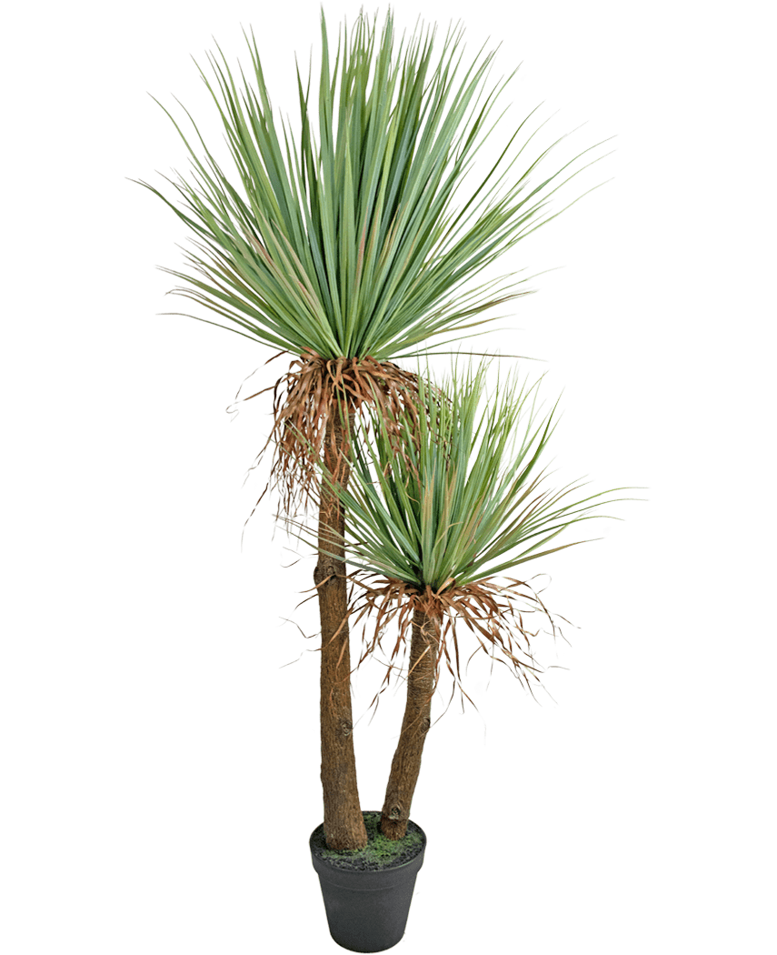 La pianta artificiale Yucca Deluxe da 153 cm ha due tronchi alti e marroni con texture e mazzi di lunghe foglie verdi appuntite e alcune foglie inferiori secche su uno sfondo bianco.