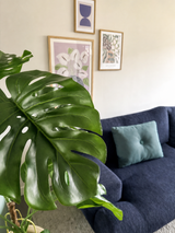 Nella parte anteriore è ben visibile una pianta artificiale Monstera di 120 cm. Dietro c'è un divano blu scuro con un cuscino azzurro contro una parete beige con tre opere d'arte incorniciate.