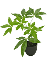 Pachira artificiale di 30 cm in vaso ornamentale nero