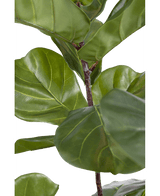 Pianta di tabacco Ficus Deluxe 155 cm