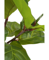 Pianta di tabacco Ficus Deluxe 155 cm