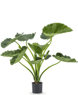 Piante Finte Alocasia Calioora 80 cm