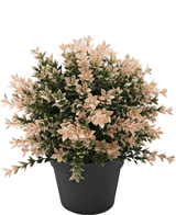 Piante Finte Buxus rosa 22 cm UV