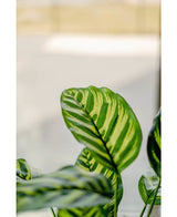 Piante Finte Calathea Makoyana 60 cm