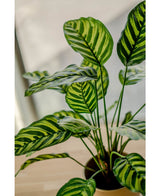 Piante Finte Calathea Makoyana 60 cm