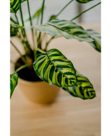Piante Finte Calathea Makoyana 60 cm