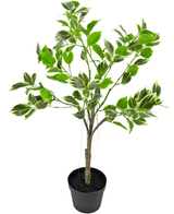 Piante Finte Ficus Henryi 60 cm verde/bianco