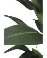 Piante Finte Heliconia 180 cm